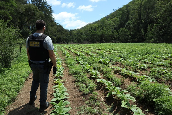 australian border force officer examining the tobacco crop field